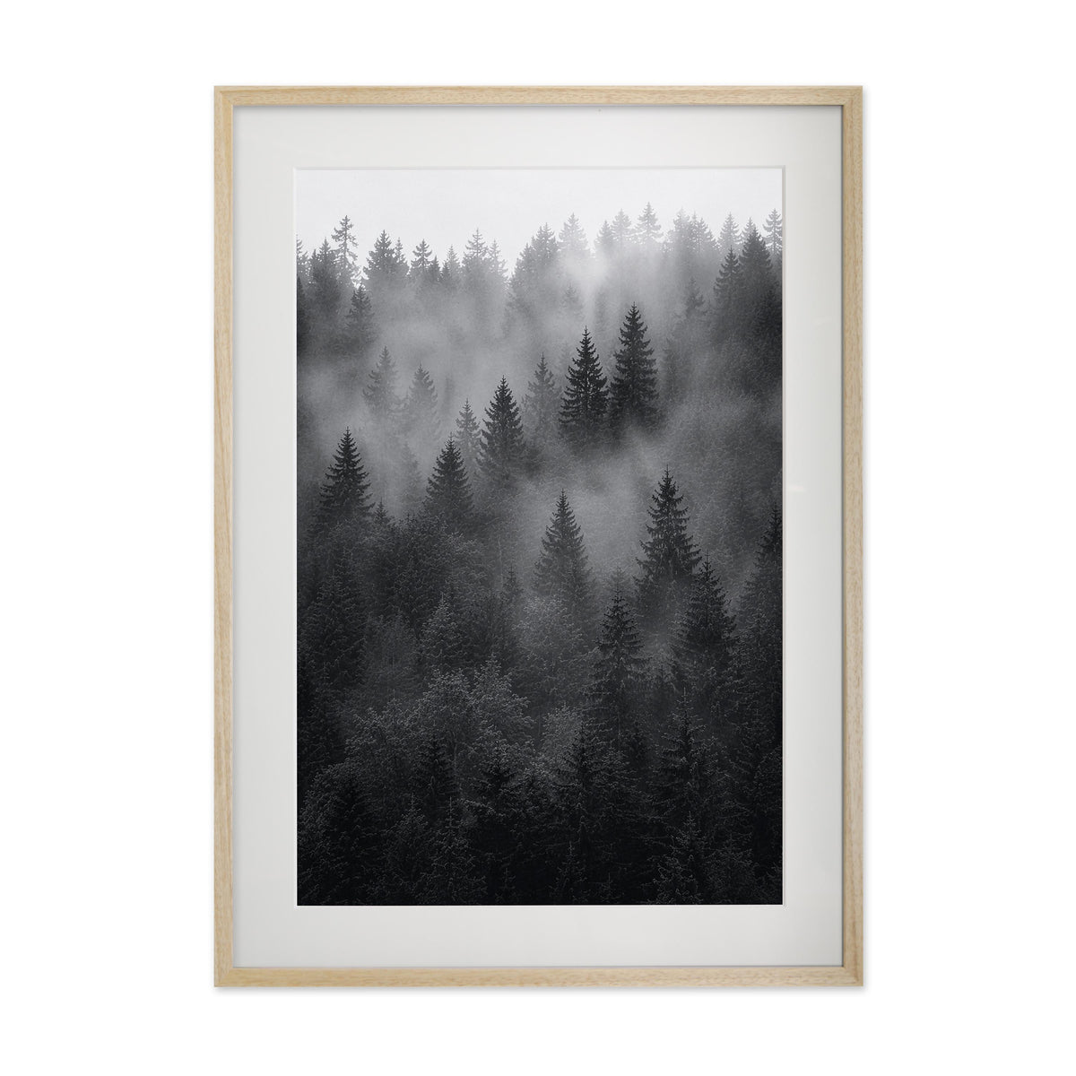 Veiled Pines – Gallery Edition mit Rahmenwelt NATURAL