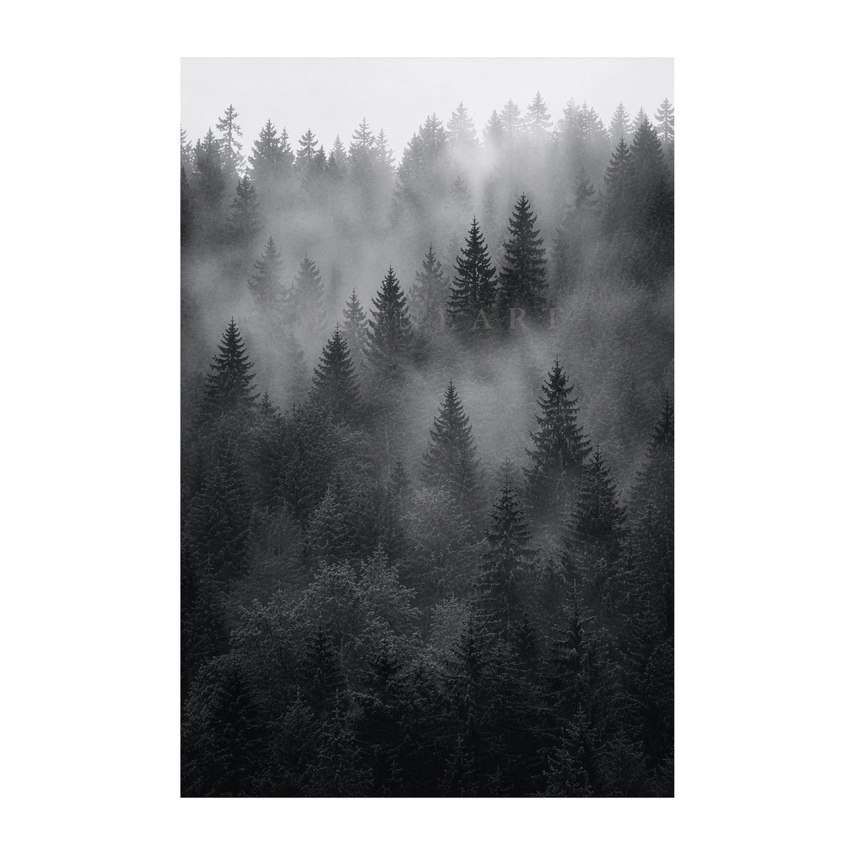 Fine-Art-Motiv Veiled Pines der MLineart Gallery Edition