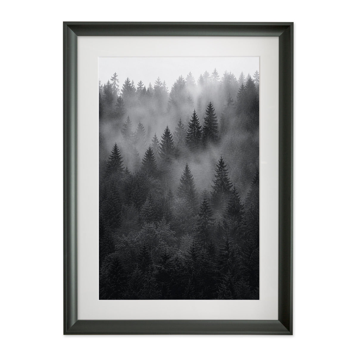 Veiled Pines – Gallery Edition mit Rahmenwelt BLACK