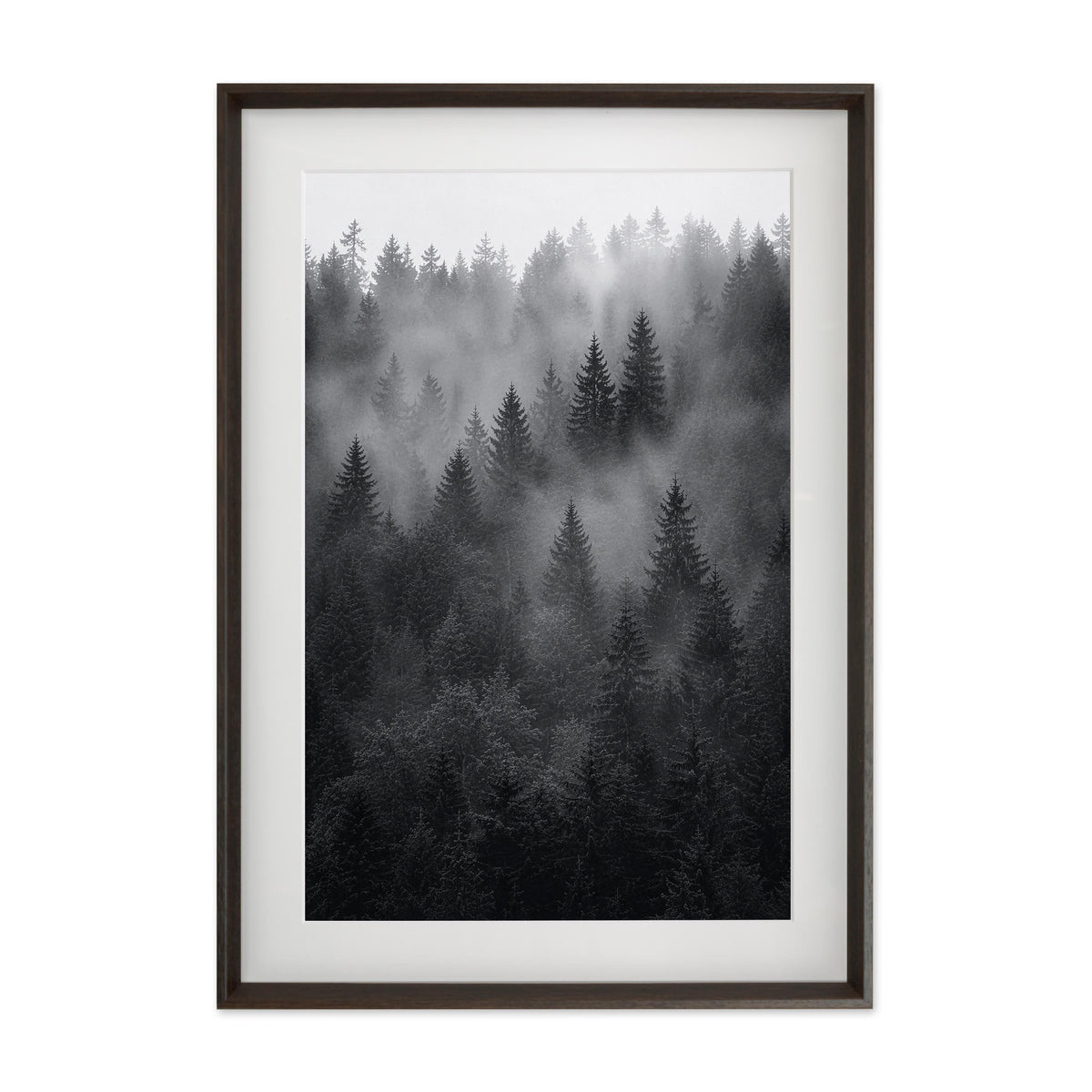 Veiled Pines – Gallery Edition mit Rahmenwelt MOCHA