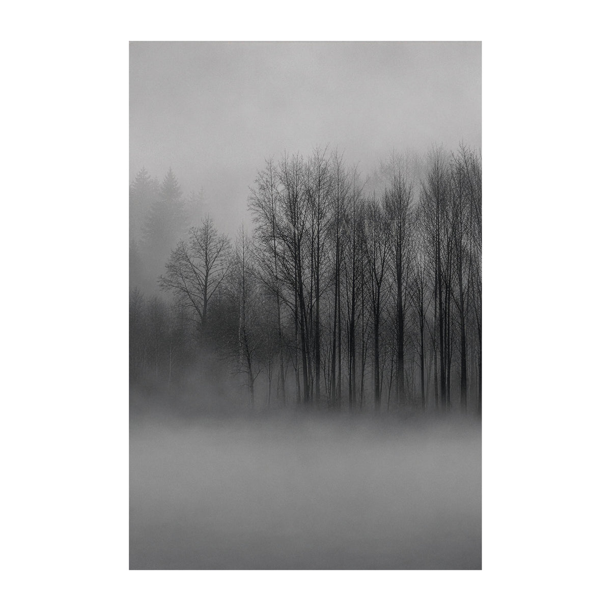 Fine-Art-Motiv Fading Grove der MLineart Gallery Edition
